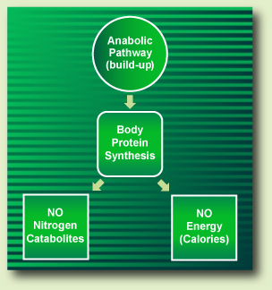 anabolic pathway